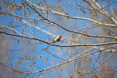 American goldfinch (Spinus tristis) foraging for food on a tree branch