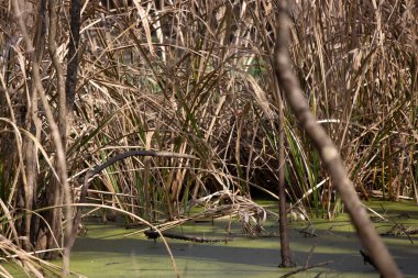Tall grass growing at the edge of a swamp