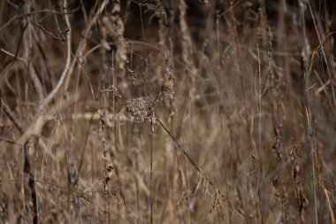 Close up of dried grass in a brown field