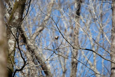 Red-bellied woodpecker (Melanerpes carolinus) foraging from a tree branch upside down