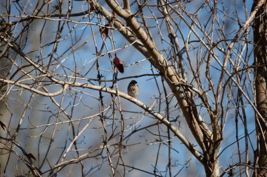 Savannah Sparrow (Passerculus sandwichensis) facing right from its shadowy perch on a small tree