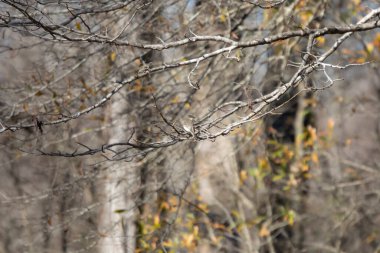 Curious eastern phoebe (Sayornis phoebe) looking over its shoulder