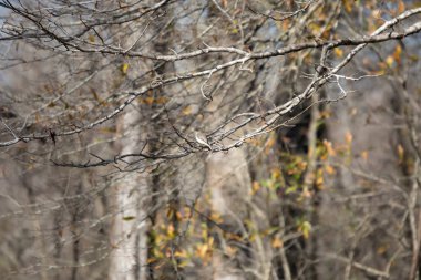 Majestic eastern phoebe (Sayornis phoebe) looking out from its perch on a tree branch