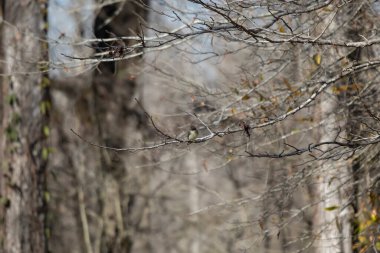 Curious eastern phoebe (Sayornis phoebe) looking around from its perch on a tree