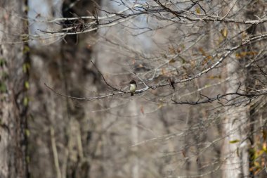 Curious eastern phoebe (Sayornis phoebe) looking around from its perch on a tree