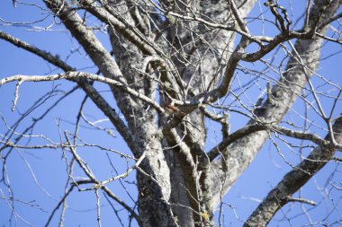 Female cardinal (Cardinalis cardinalis) with her crest up while she perches in a tree