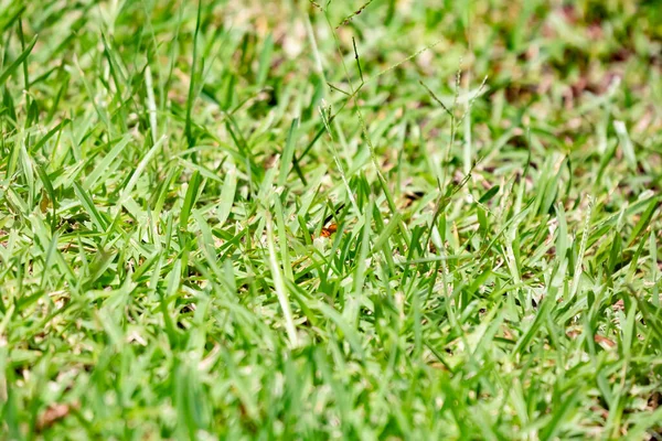 Red Paper Wasp Polistes Carolina Grass — Stock Photo, Image