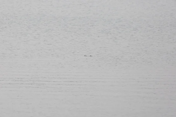 Circular Wave Left Small Waterfowl Dives Water — Foto de Stock