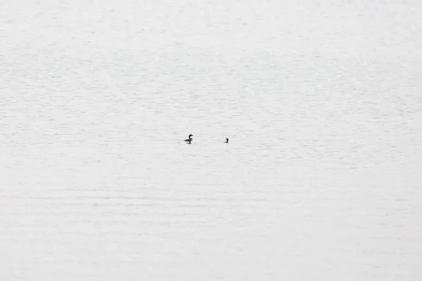 Three Pied Billed Grebes Podilymbus Podiceps Swimming Water — 스톡 사진