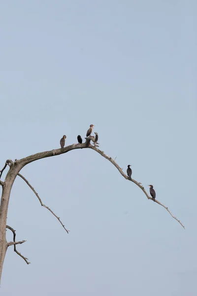 Double Creseted Cormorants Phalacrocorax Auritus Dead Tree — Foto de Stock