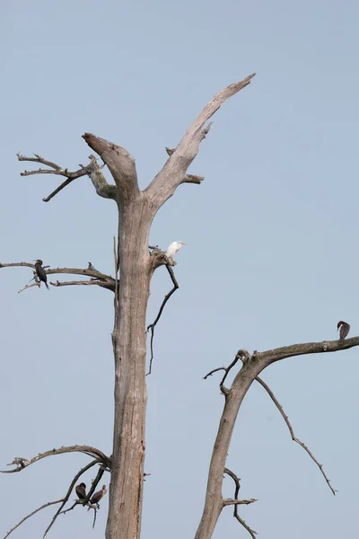 Great Egret Ardea Alba Dead Tree Douuble Crested Cormorants Phalacrocorax — Foto de Stock