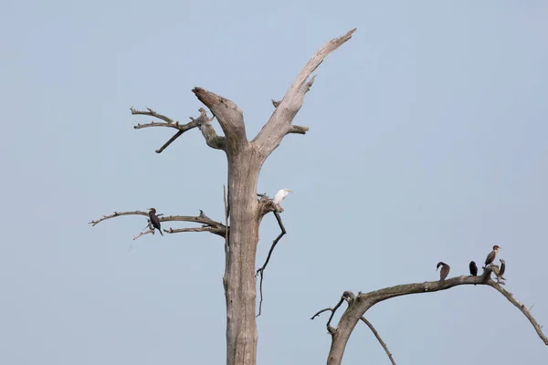 Double Crested Cormorants Phalacrocorax Auritus Tree Great Egret Ardea Alba — Foto de Stock