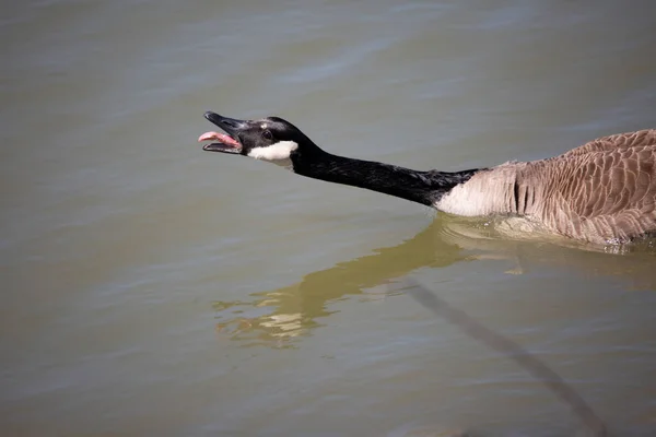 Canada Goose Branta Canadensis Honking Stretches Out Its Neck — Foto Stock