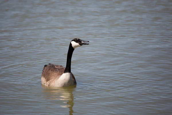 Canada Goose Branta Canadensis Swimming Slightly Open Beak — Foto Stock