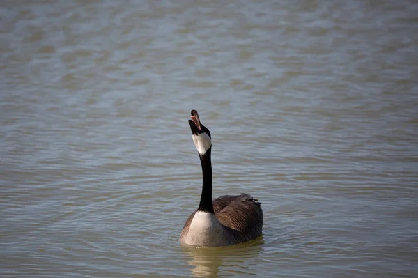 Canada Goose Branta Canadensis Making Honking Noises Looks — Photo