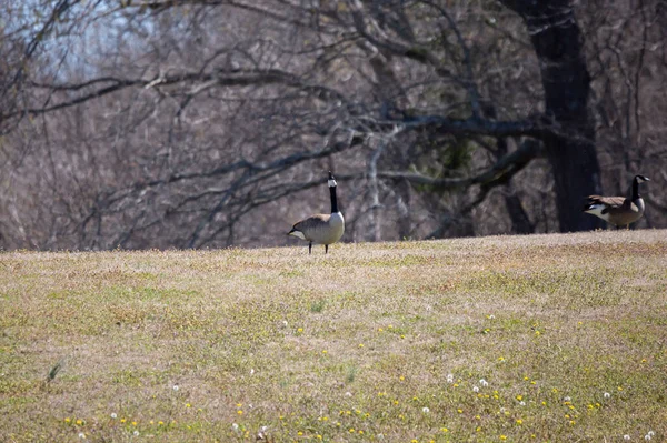 Canada goose (Branta canadensis) looking up curiously from a meadow where it had been foraging with another Canada goose foraging nearby