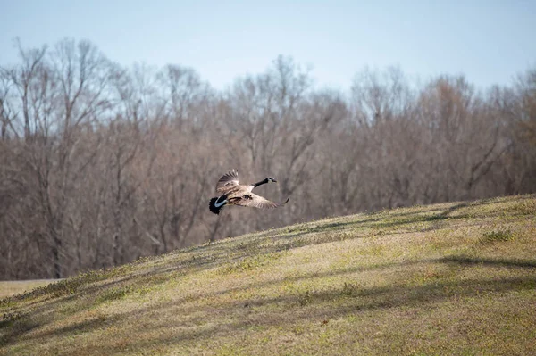 Canada Goose Branta Canadensis Flight Slight Hill Meadow — Stock Photo, Image