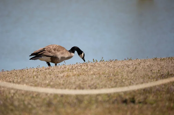 Canada Goose Branta Canadensis Foraging Meadow Rope Water — Foto Stock
