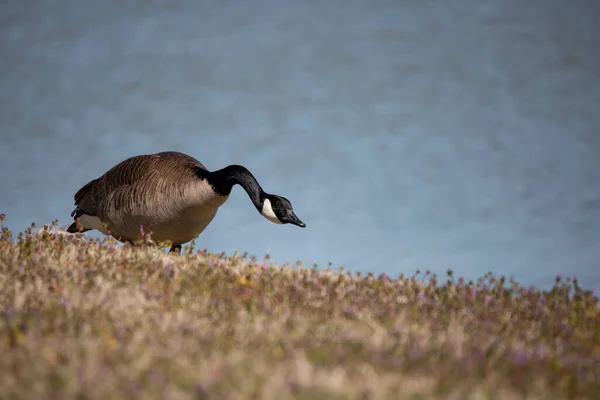 Alarmed Canada Goose Branta Canadensis Looking Out Cautiously Forages Grassy — Foto Stock