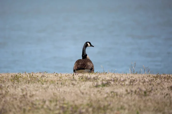 Canada Goose Branta Canadensis Looking Right Stands Shore Faces Water — Stok Foto