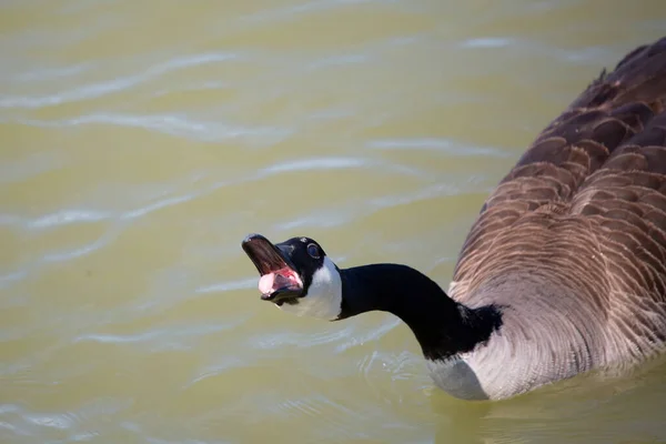 Alarmed Canada Goose Branta Canadensis Honking Swims — Foto Stock