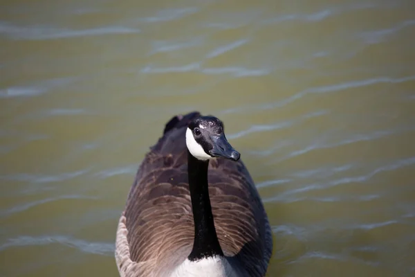 Canada Goose Branta Canadensis Swimming Murky Water — Stockfoto