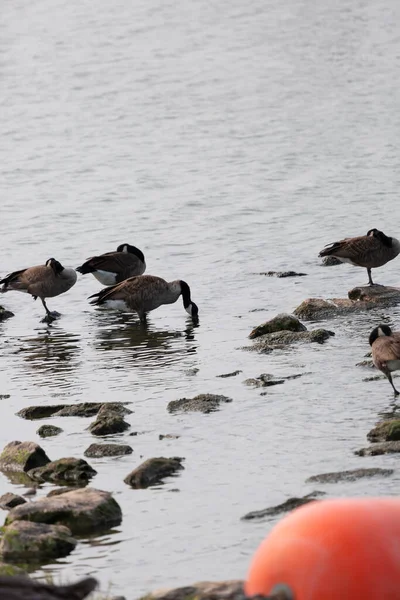 Flock Canada Geese Branta Canadensis Grooming Foraging Shallow Water Rocks — Photo