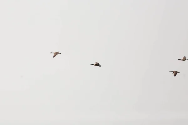 Four Canada Geese Branta Canadensis Flying Gray Sky Loose Formation — Stockfoto