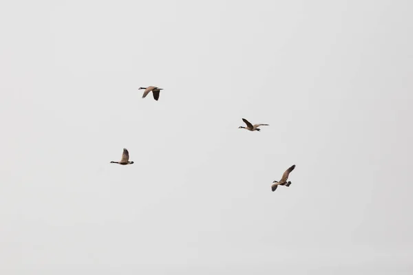 Τέσσερις Χήνες Του Καναδά Branta Canadensis Που Πετούν Μέσα Από — Φωτογραφία Αρχείου