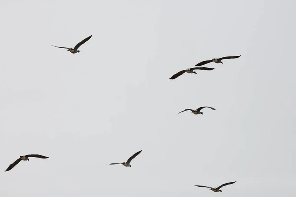 Σμήνη Των Χηνών Του Καναδά Branta Canadensis Που Πετούν Χαλαρό — Φωτογραφία Αρχείου