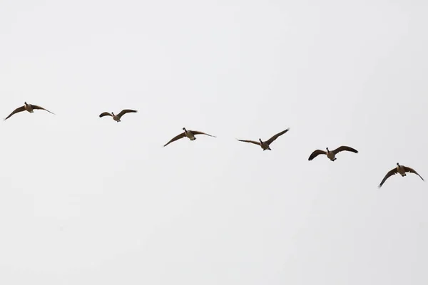 Flock Canada Geese Branta Canadensis Flying Straight Line — Stock Fotó