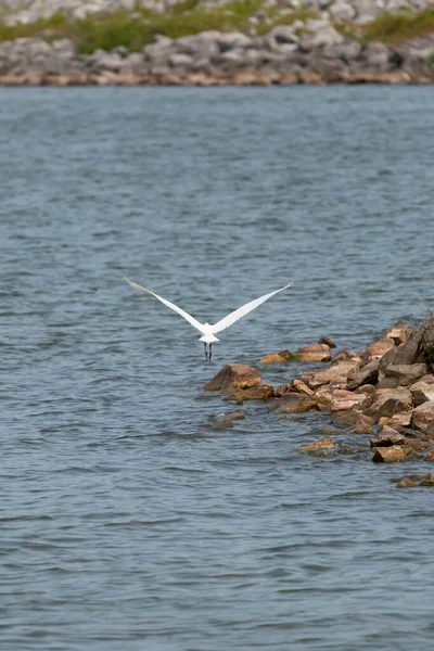 Great Egret Ardea Alba Flight Water Shoreline — Photo