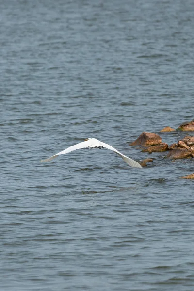 Great Egret Ardea Alba Flying Rocky Water — Foto de Stock