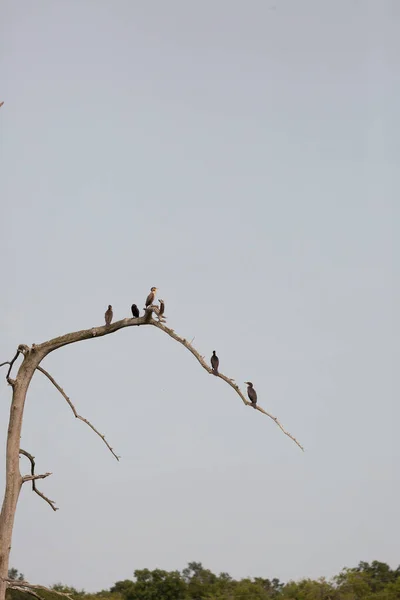 Double Crested Cormorants Phalacrocorax Auritus Dead Tree Branch — Foto de Stock