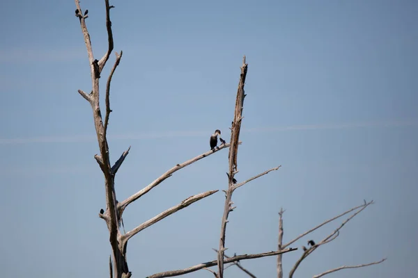 Immature Double Crested Cormorant Phalacrocorax Auritus Perched Dead Tree — Foto de Stock