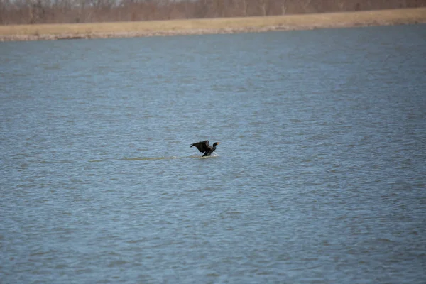 Adult Double Crested Cormorant Phalacrocorax Auritus Landing Water — Photo