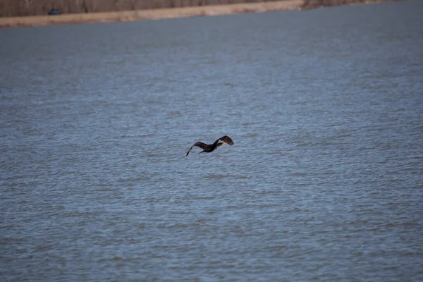 Adult Double Crested Cormorant Phalacrocorax Auritus Flying Low Water — Stock Fotó