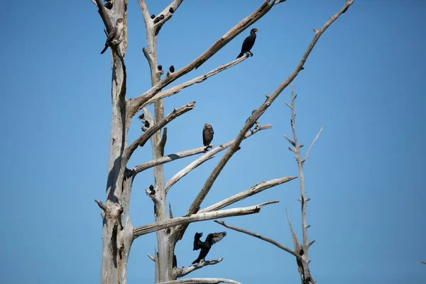 Two Adult Double Crested Cormorants Phalacrocorax Auritus Two Immature Cormorants — Foto de Stock