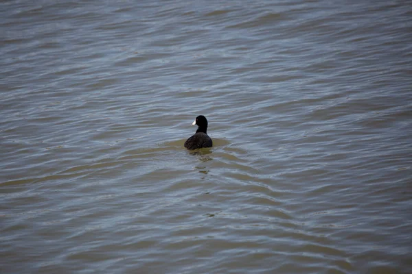 Curious American Coot Fulica Americana Looking Left Its Shoulder Swims — Photo