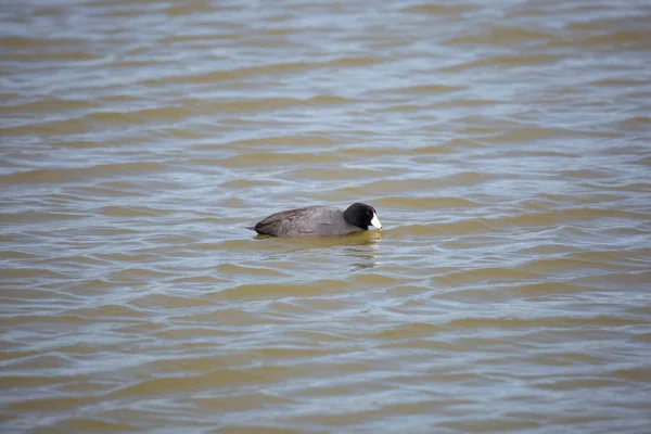 American Coot Fulica Americana Drinking Water Swims — Stock Photo, Image
