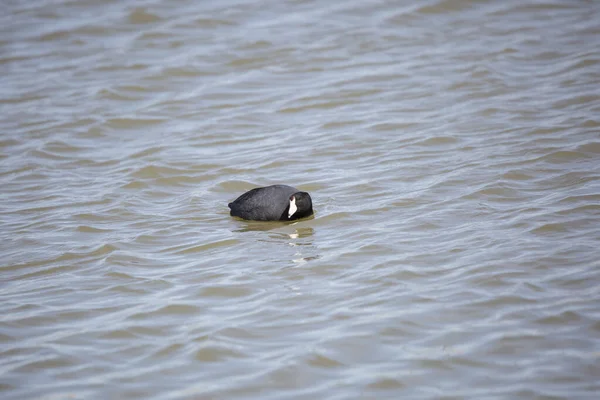 Curious American Coot Fulica Americana Looking Swims — Photo