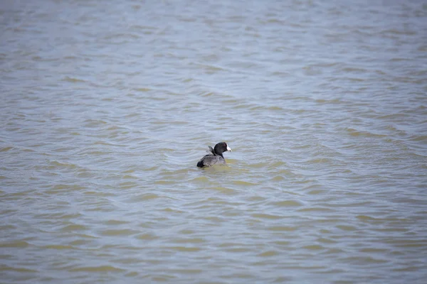 American Coot Fulica Americana Looking Swims Away — 스톡 사진