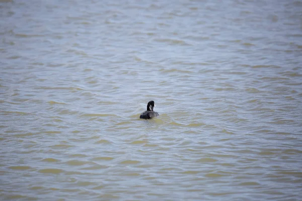 American Coot Fulica Americana Swimming Away Murky Water — Photo