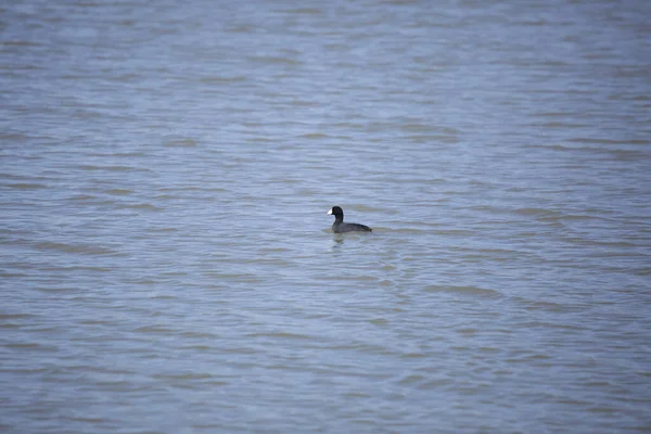 American Coot Fulica Americana Swimming Left Wavy Water — 스톡 사진