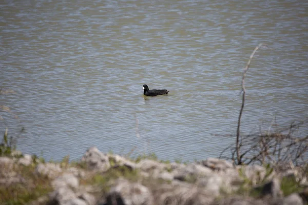 American Coot Fulica Americana Swimming Left Rocky Shore — Stockfoto