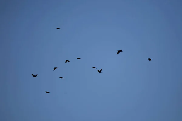 Flock Common Grackles Quiscalus Quiscula Soaring Blue Sky — Stock fotografie