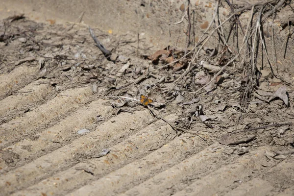Pearl Crescent Butterfly Phyciodes Tharos Cement Ground — Fotografia de Stock