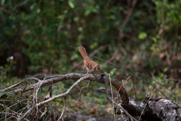 Sassy Brown Thrasher Bird Toxostoma Rufum Looking Out Its Perch — Stockfoto