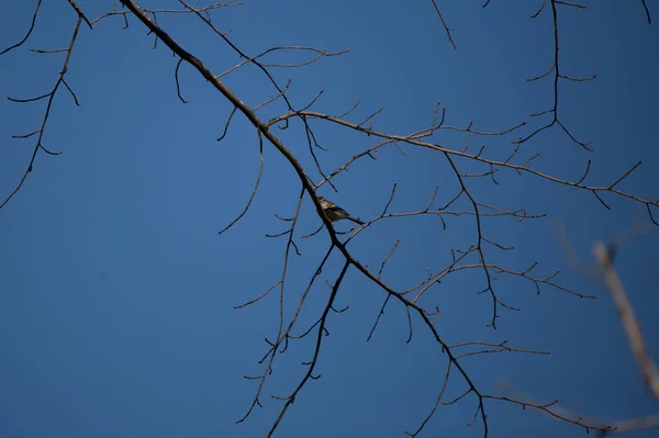 Chipping Sparrow Spizella Passerina Looking Out Tree Limb — Foto Stock