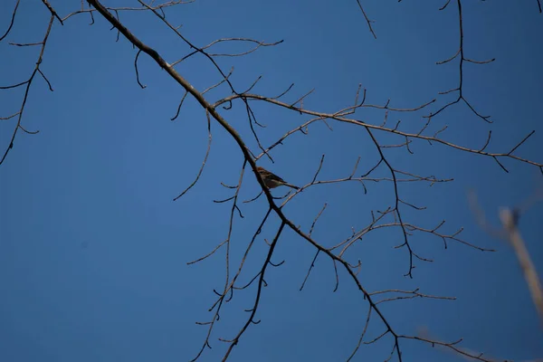 Chipping Sparrow Spizella Passerina Partially Hidden Tree Limb —  Fotos de Stock